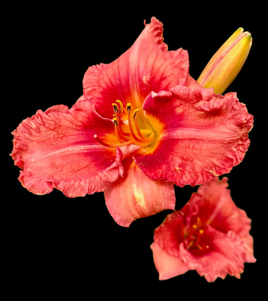 A close-up image of a red daylily flower with coral petals and an orange funnel throat.