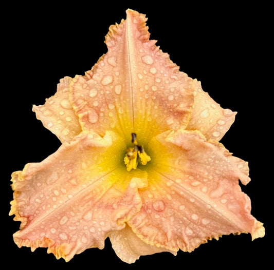 Hybrid Daylily  -  Location E 80