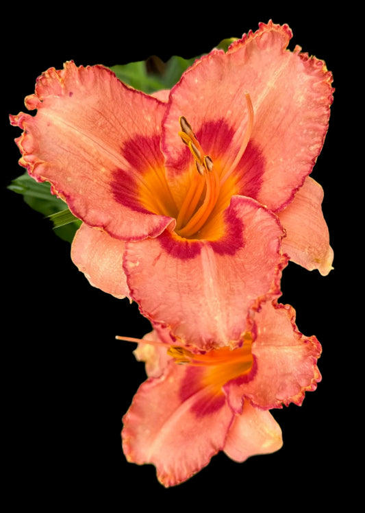 An image of an orange and pink daylily flower with a rose wire edge and cream tips on a dark background.