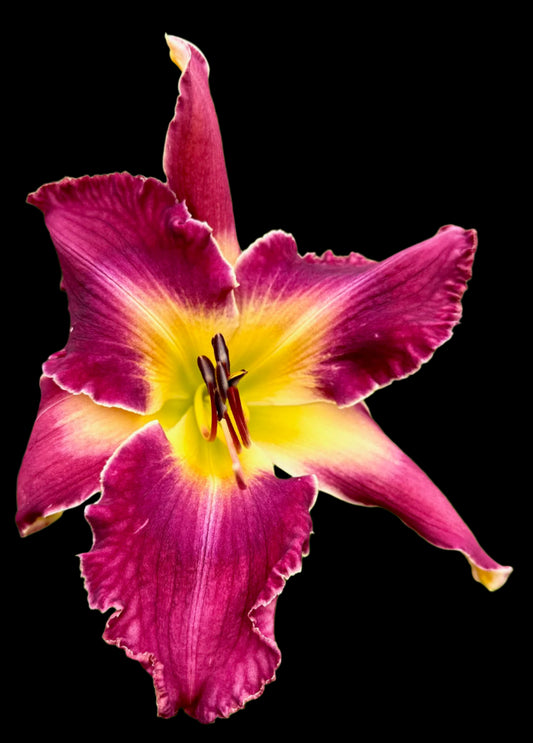 A close-up image of a red-plum hybrid daylily flower with a dark violet eyezone and bright green-yellow throat, with sepals in the background.