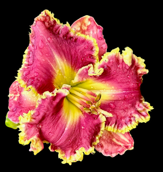 A close-up image of a pink hybrid daylily flower with a yellow throat and petal tips, exhibiting ruffled edges and a wet appearance.