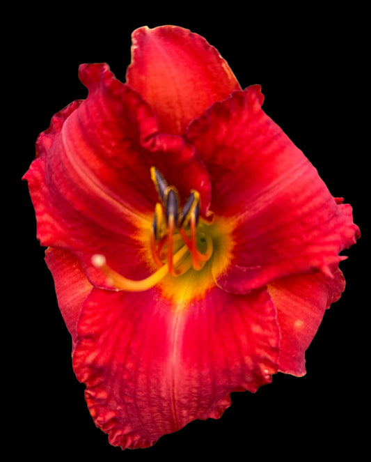 Hybrid Daylily  -  Location F 15