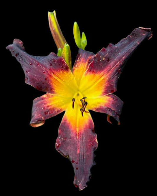 A daylily with a yellow center and dark purple outsides with a few buds in the background