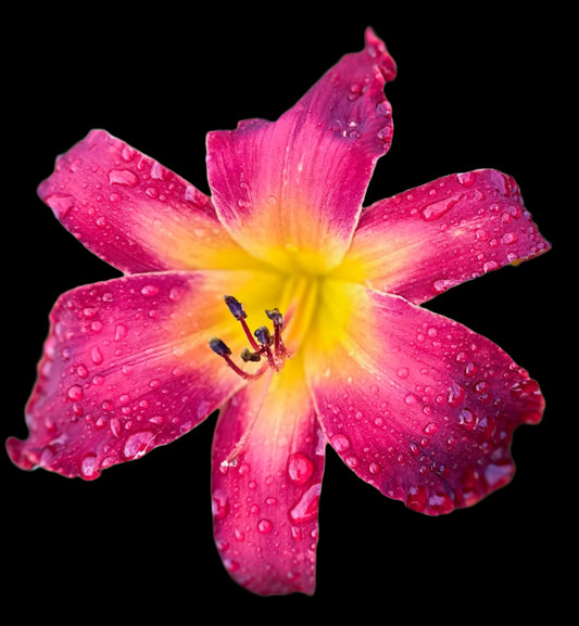 Hybrid Daylily  -  Location F 19
