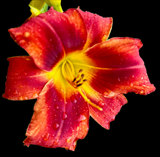 A close-up image of a Hybrid Daylily flower with a recurved petal, displaying neon yellow-orange throat, dark maroon chevron eye zone, and a plum-veined texture.