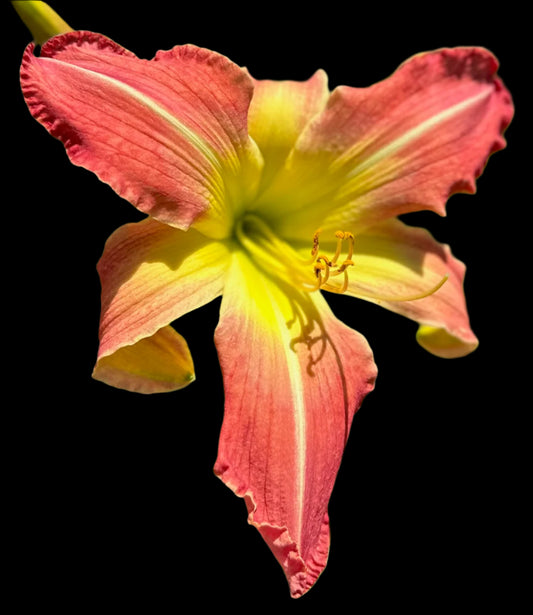 A close-up image of a large pink and yellow daylily flower with a butter yellow throat and darker veining on the petals.