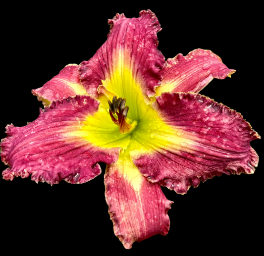 A close-up image of a Hybrid Daylily flower with a deep purple and yellow color palette, showing detailed veining and ruffling of the petals.