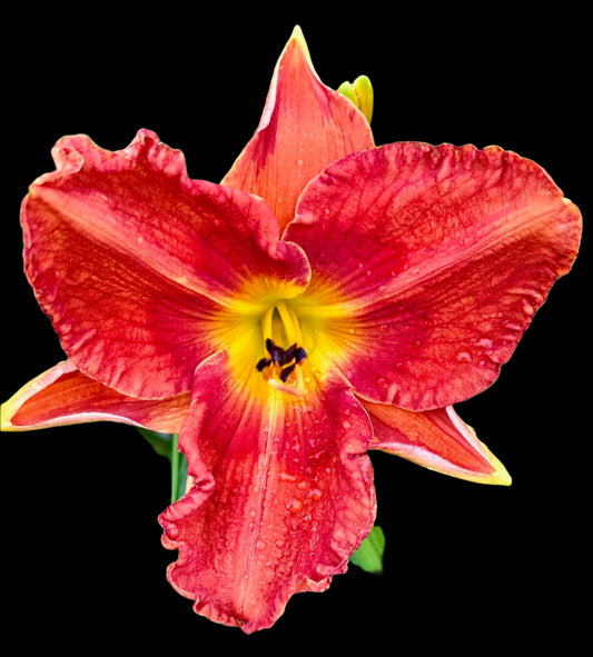 Hybrid Daylily  -  Location F 24