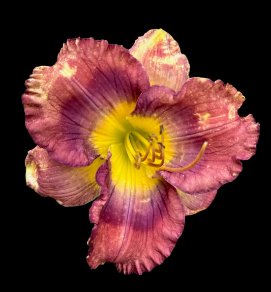 Hybrid Daylily  -  Location F 25