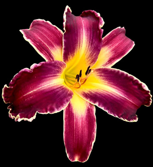 A close-up image of a red-maroon Hybrid Daylily flower with a large open throat and bright ivory edging on a dark background.