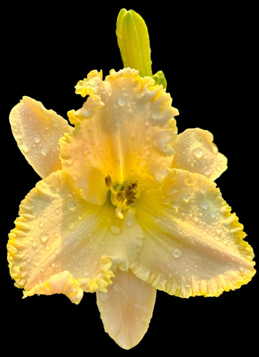 A close-up image of a single pale yellow daylily flower with a slight pink hue, glittering with diamond dust, surrounded by cream-pale pink blend sepals.