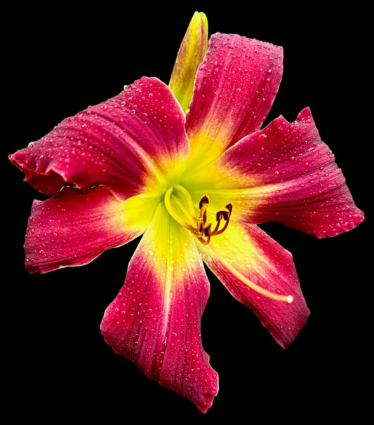 A close-up image of a pink hybrid daylily flower with a yellow throat and recurved petals.
