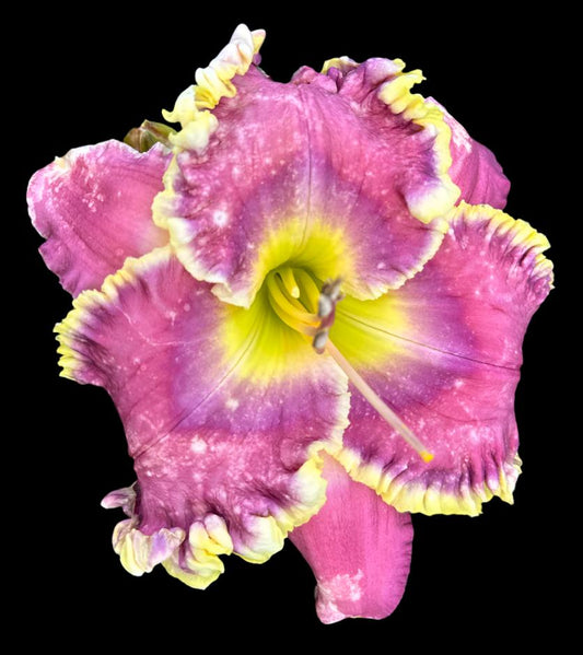 Hybrid Daylily  -  Location F 33