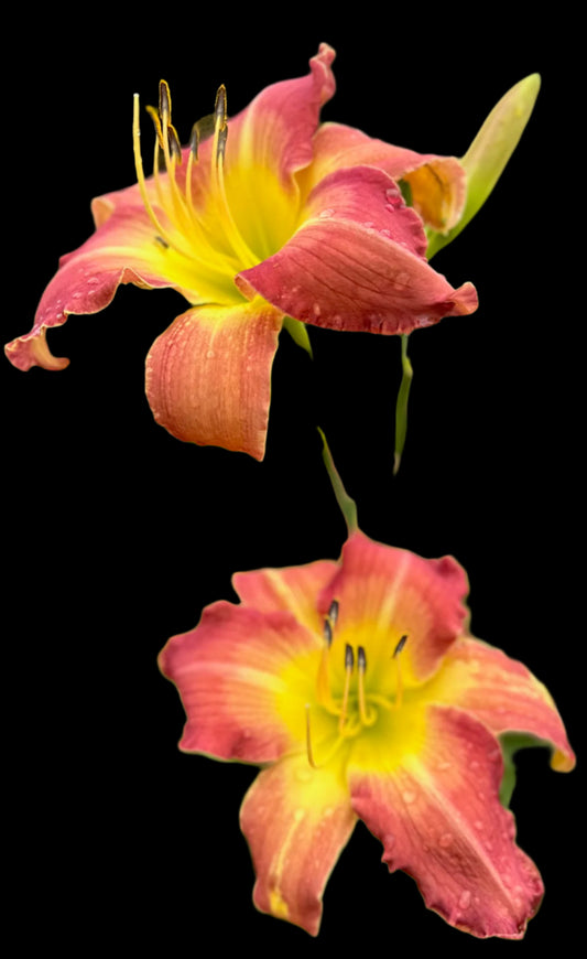 Two hybrid daylily flowers with coral mauve petals and yellow centers, withering due to dew.