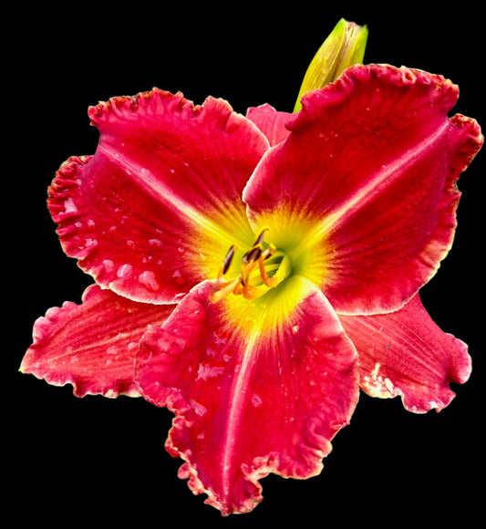 A close-up image of a red hybrid daylily flower with a ridged canary yellow throat and crimson eye zone, surrounded by tomato red petals with ivory raised midribs.