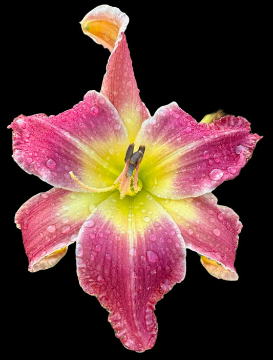 A close-up image of a large, pink-violet and yellow hybrid daylily flower with a visible water droplet.