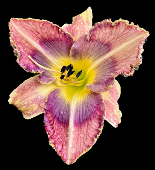 A close-up image of a Hybrid Daylily flower with a bright yellow throat, smokey blue-violet eyezone, and purple-plum veining on the petals, surrounded by plum ruffles. The flower has a wet appearance with water droplets on it.
