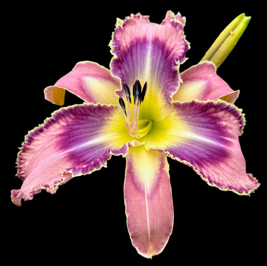 Hybrid Daylily  -  Location F 43