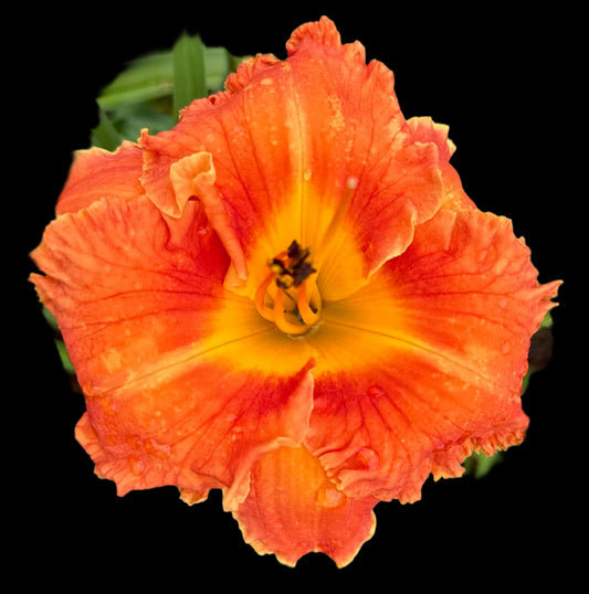 Hybrid Daylily - Location F 47