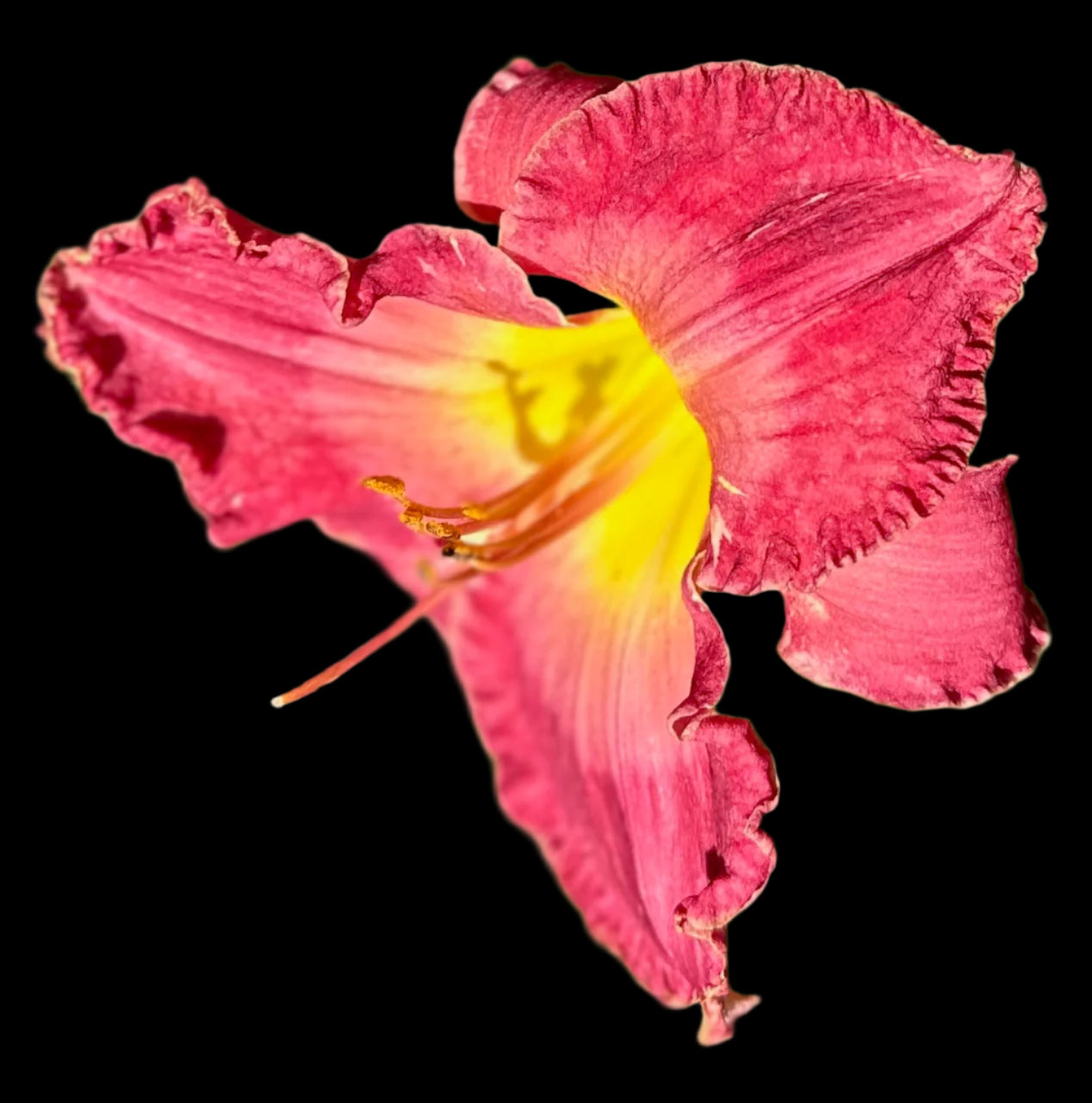 A close-up image of a vibrant orange and red hybrid daylily flower with yellow wire edges and a throat of neon yellow-orange.