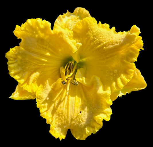 A close-up image of a yellow hybrid daylily flower with ruffled petals and pink-peach midribs.