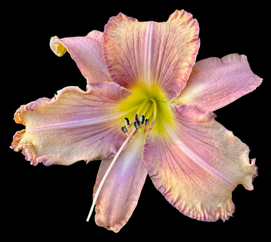 Hybrid Daylily - Location F 51