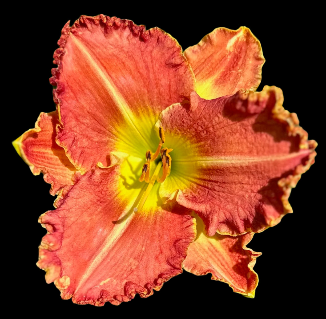 A close-up image of a red hybrid daylily flower with a yellow to green funneled throat and orange hues in the center of the petals.