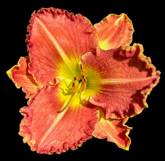 A close-up image of a red hybrid daylily flower with a yellow to green funneled throat and orange hues in the center of the petals.