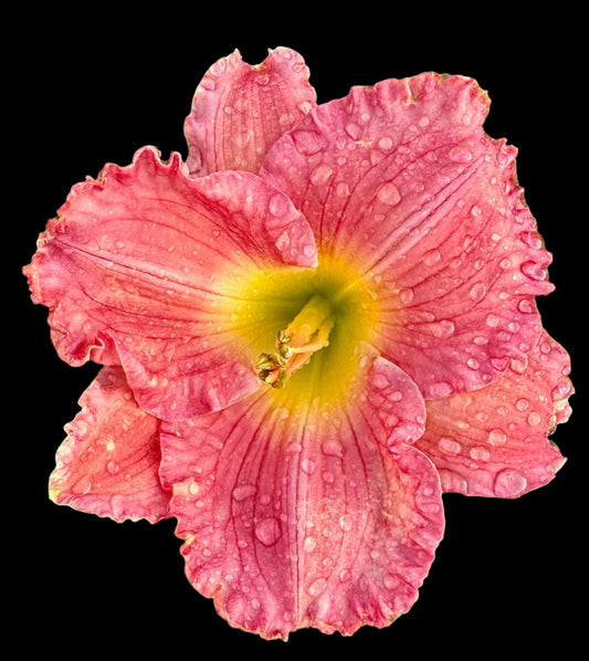 A close-up image of a pink daylily flower with a vibrant orange throat and yellow patch on the sepals.