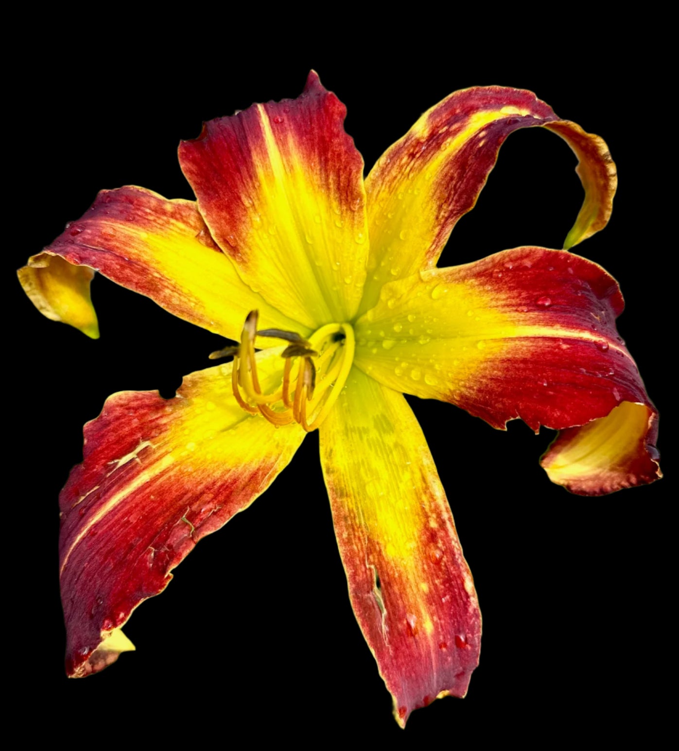 A close-up image of a red and yellow hybrid daylily flower with a visible water droplet.