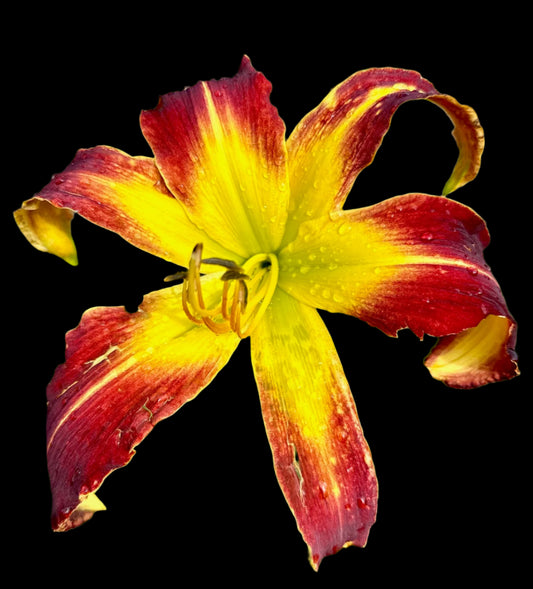 A close-up image of a red and yellow hybrid daylily flower with a visible water droplet.