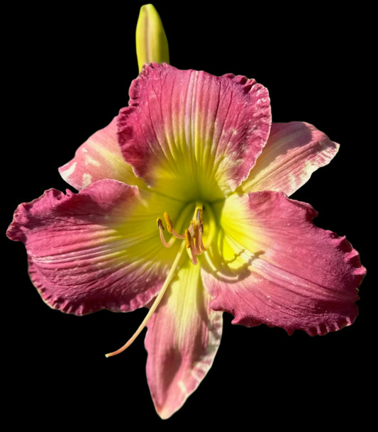 Hybrid Daylily - Location F 58
