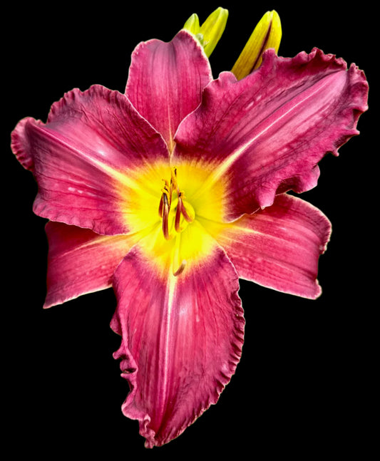 A close-up image of a large, fragrant daylily flower with a bright yellow throat and maroon eye zone, surrounded by dark green petals.