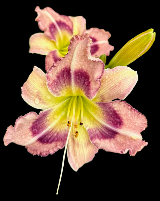 A close-up image of a Hybrid Daylily flower with pink petals, yellow throat, and dark maroon center.