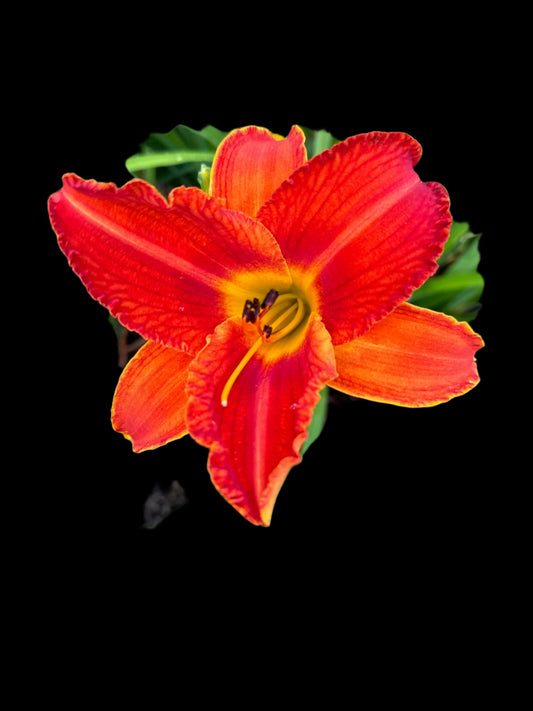 A close-up image of a vibrant orange-red hybrid daylily flower with a deep red eyezone and bright yellow-orange throat.