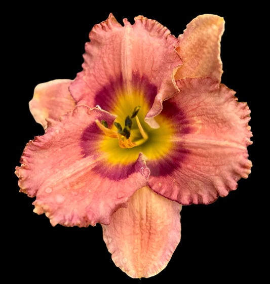 Hybrid Daylily - Location F 69