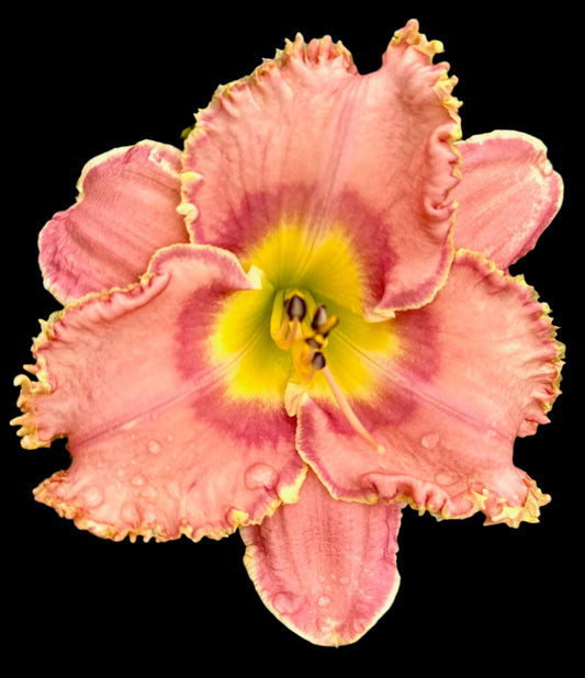 Hybrid Daylily  -  Location F 7