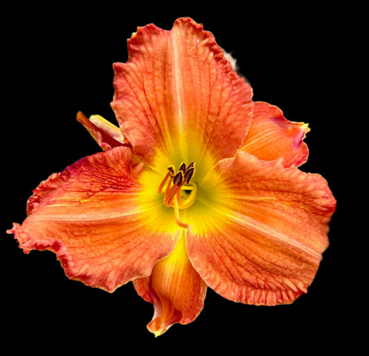 Hybrid Daylily - Location F 70
