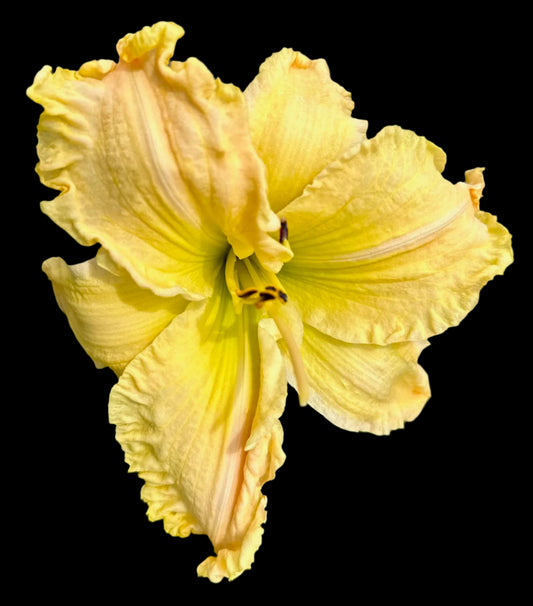 Hybrid Daylily - Location F 72