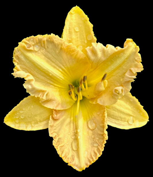Hybrid Daylily  -  Location F 9