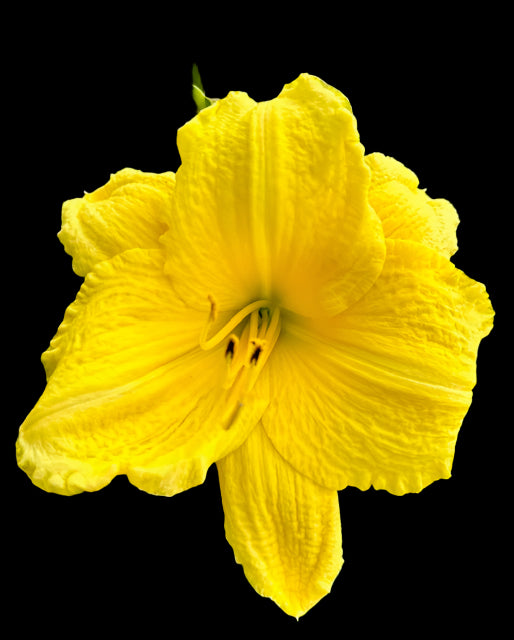 A close-up image of a vibrant yellow daylily flower against a black background.
