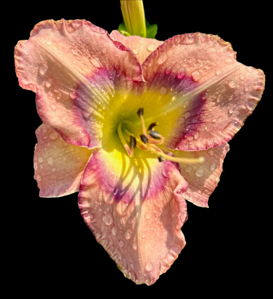 A hybrid daylily with a bright yellow throat, smokey violet and red-plum petals, and light pink peach quilled edges.