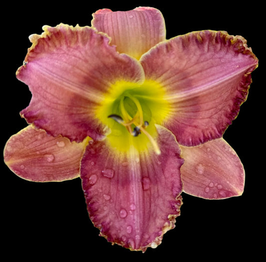 A hybrid daylily flower with pink petals, a yellow throat, and visible water droplets on its petals.