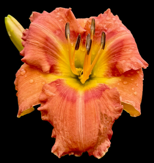 A close-up image of a Hybrid Daylily flower with deep yellow throat, smokey red eye zone, pale cream-yellow midribs, and red ruffled petals.