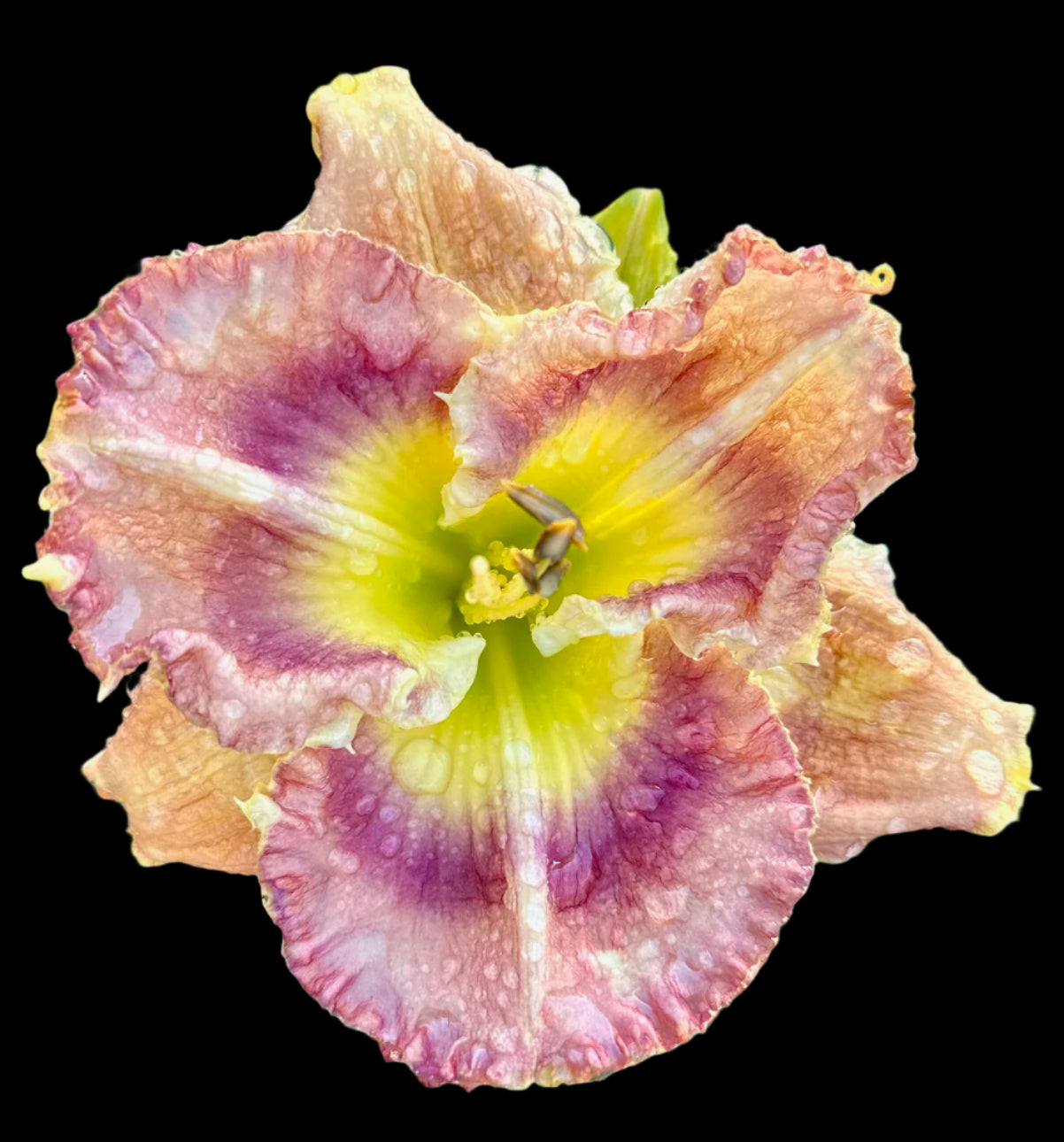 Close-up of a pink and yellow flower with water droplets on green grass.