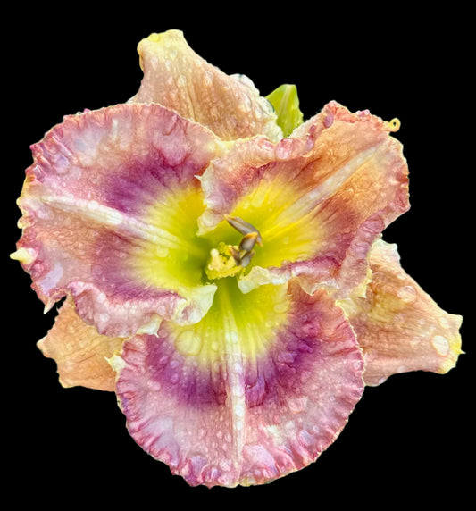 Close-up of a pink and yellow flower with water droplets on green grass.