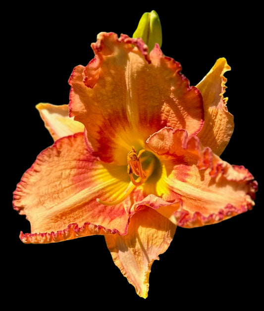 A bright, ridged deep yellow throat blends into a rose-stippled eyezone with light cream midribs on orange-peach petals, edged in violet-rose with frequent yellow protrusions, and yellow-tinted rose sepals.