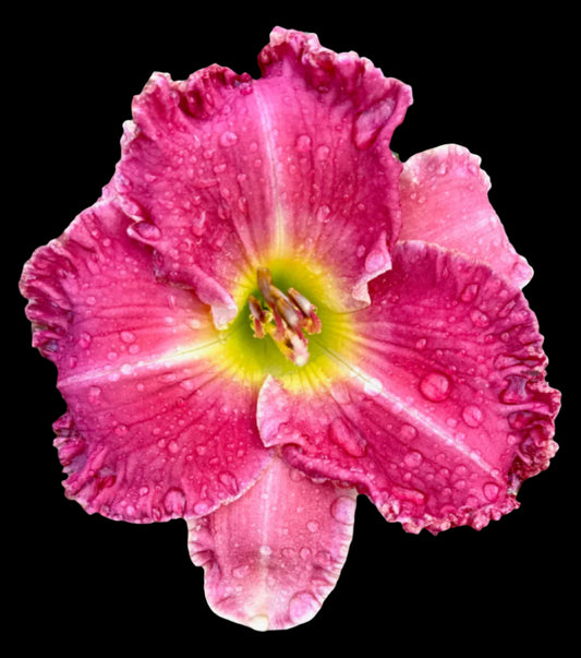 Pink flower with water droplets on a black background
