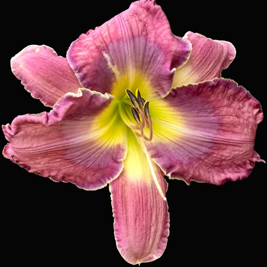 A close-up photograph of a blooming daylily flower with pink-purple petals and a bright yellow center, growing outdoors among green leaves and mulch.