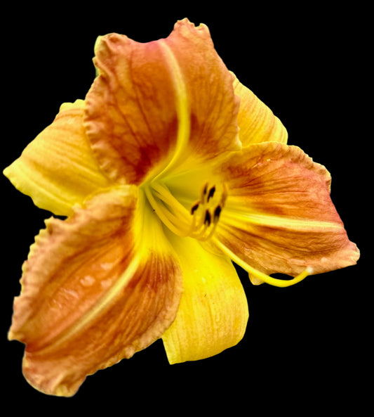 A close-up image of a Hybrid Daylily flower with petals that are a blend of pink, yellow, and peach colors.